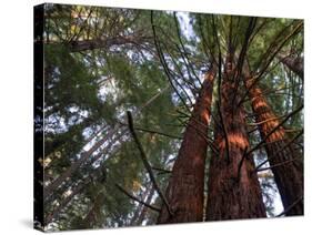 California, Redwood National Park, Redwood Tree Forest, USA-Michele Falzone-Stretched Canvas