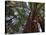 California, Redwood National Park, Redwood Tree Forest, USA-Michele Falzone-Stretched Canvas