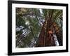 California, Redwood National Park, Redwood Tree Forest, USA-Michele Falzone-Framed Premium Photographic Print