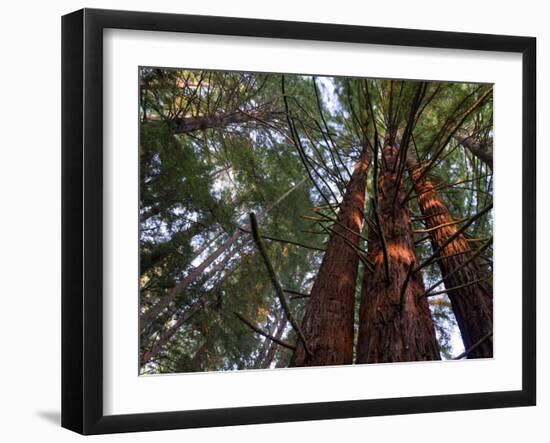 California, Redwood National Park, Redwood Tree Forest, USA-Michele Falzone-Framed Photographic Print