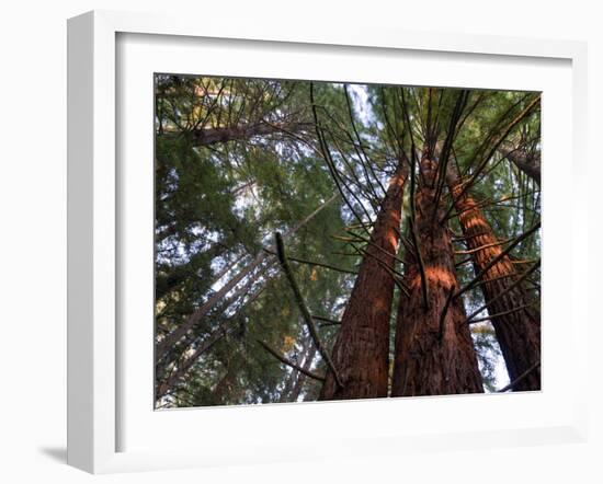 California, Redwood National Park, Redwood Tree Forest, USA-Michele Falzone-Framed Photographic Print