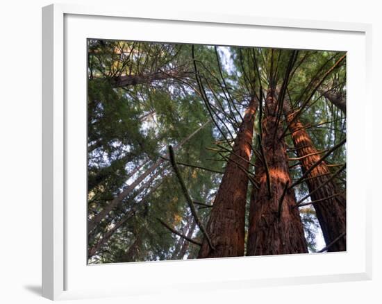 California, Redwood National Park, Redwood Tree Forest, USA-Michele Falzone-Framed Photographic Print