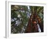 California, Redwood National Park, Redwood Tree Forest, USA-Michele Falzone-Framed Photographic Print