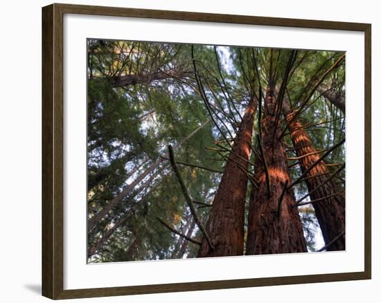 California, Redwood National Park, Redwood Tree Forest, USA-Michele Falzone-Framed Photographic Print