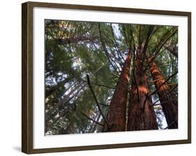 California, Redwood National Park, Redwood Tree Forest, USA-Michele Falzone-Framed Photographic Print