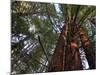 California, Redwood National Park, Redwood Tree Forest, USA-Michele Falzone-Mounted Photographic Print