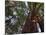 California, Redwood National Park, Redwood Tree Forest, USA-Michele Falzone-Mounted Photographic Print