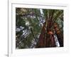 California, Redwood National Park, Redwood Tree Forest, USA-Michele Falzone-Framed Photographic Print