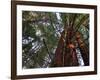 California, Redwood National Park, Redwood Tree Forest, USA-Michele Falzone-Framed Photographic Print