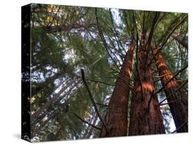 California, Redwood National Park, Redwood Tree Forest, USA-Michele Falzone-Stretched Canvas
