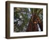 California, Redwood National Park, Redwood Tree Forest, USA-Michele Falzone-Framed Photographic Print