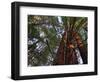 California, Redwood National Park, Redwood Tree Forest, USA-Michele Falzone-Framed Photographic Print