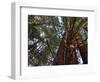 California, Redwood National Park, Redwood Tree Forest, USA-Michele Falzone-Framed Photographic Print