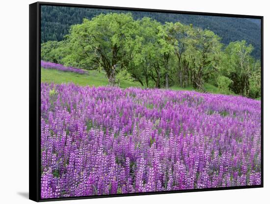 California, Redwood National Park-John Barger-Framed Stretched Canvas