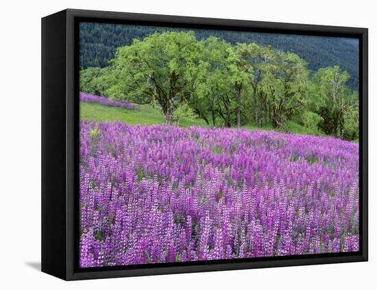 California, Redwood National Park-John Barger-Framed Stretched Canvas