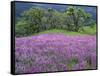 California, Redwood National Park-John Barger-Framed Stretched Canvas