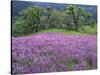 California, Redwood National Park-John Barger-Stretched Canvas