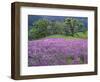 California, Redwood National Park-John Barger-Framed Photographic Print