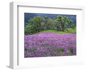 California, Redwood National Park-John Barger-Framed Photographic Print