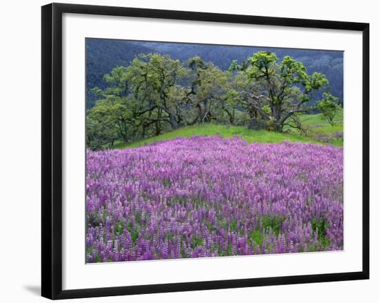 California, Redwood National Park-John Barger-Framed Photographic Print