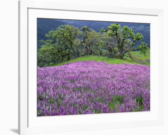 California, Redwood National Park-John Barger-Framed Photographic Print