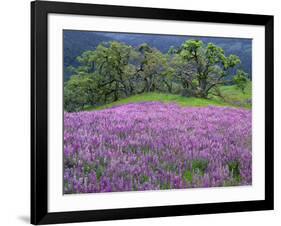 California, Redwood National Park-John Barger-Framed Photographic Print