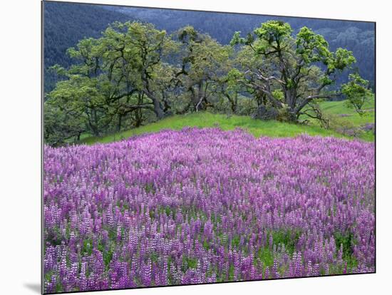 California, Redwood National Park-John Barger-Mounted Photographic Print