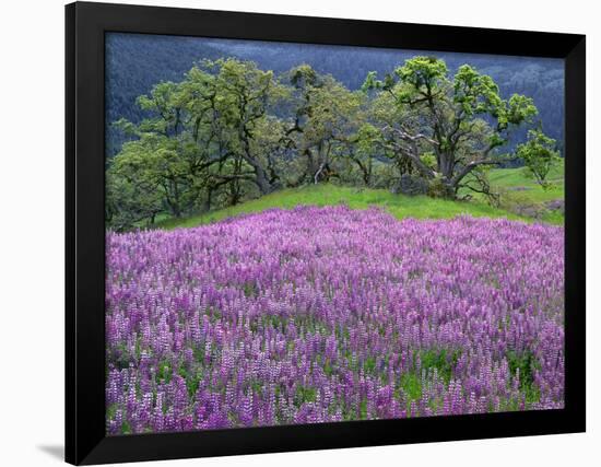 California, Redwood National Park-John Barger-Framed Photographic Print