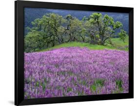 California, Redwood National Park-John Barger-Framed Photographic Print