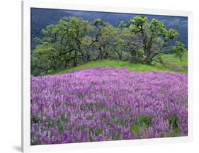 California, Redwood National Park-John Barger-Framed Photographic Print