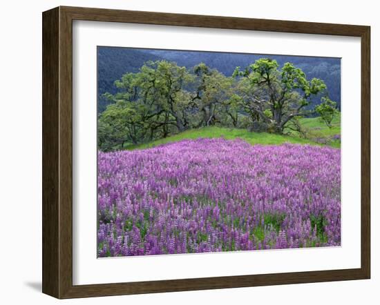 California, Redwood National Park-John Barger-Framed Photographic Print