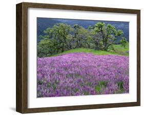 California, Redwood National Park-John Barger-Framed Photographic Print