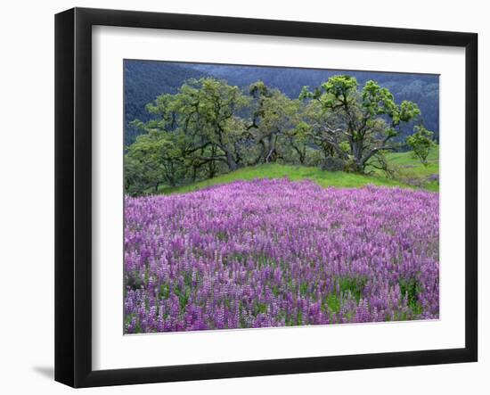 California, Redwood National Park-John Barger-Framed Photographic Print