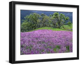 California, Redwood National Park-John Barger-Framed Photographic Print