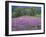 California, Redwood National Park-John Barger-Framed Photographic Print