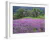 California, Redwood National Park-John Barger-Framed Photographic Print