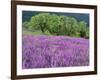 California, Redwood National Park-John Barger-Framed Photographic Print