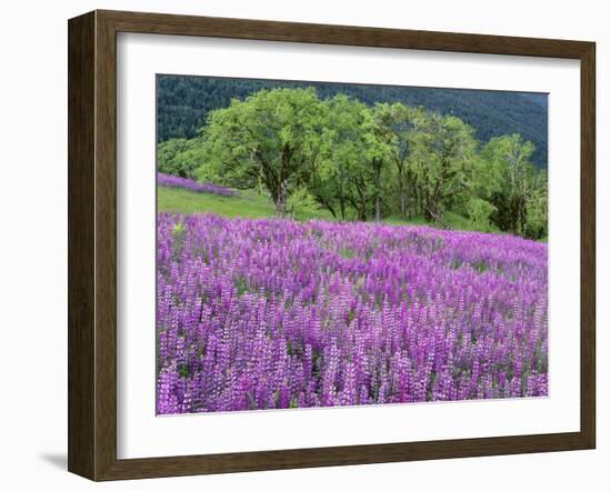 California, Redwood National Park-John Barger-Framed Photographic Print