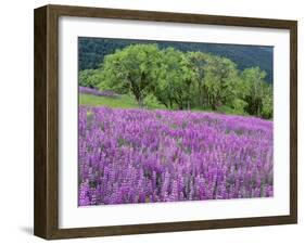 California, Redwood National Park-John Barger-Framed Photographic Print