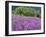 California, Redwood National Park-John Barger-Framed Photographic Print