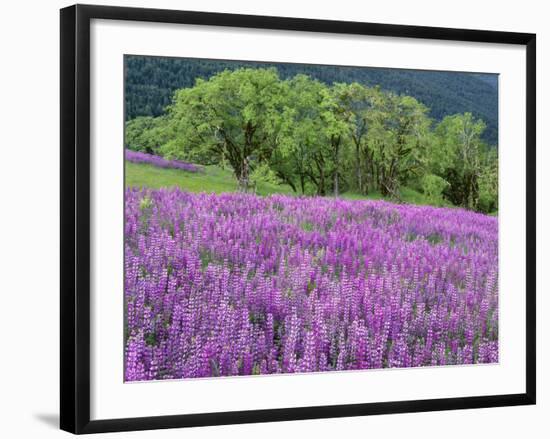 California, Redwood National Park-John Barger-Framed Photographic Print