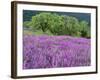 California, Redwood National Park-John Barger-Framed Photographic Print