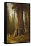 California Redwood Trees-Thomas Hill-Framed Stretched Canvas