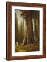 California Redwood Trees-Thomas Hill-Framed Giclee Print