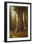 California Redwood Trees-Thomas Hill-Framed Giclee Print