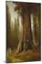 California Redwood Trees-Thomas Hill-Mounted Giclee Print