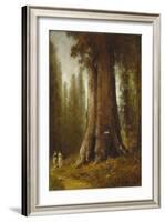 California Redwood Trees-Thomas Hill-Framed Giclee Print