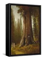 California Redwood Trees-Thomas Hill-Framed Stretched Canvas