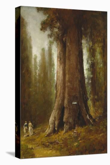 California Redwood Trees-Thomas Hill-Stretched Canvas