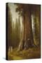 California Redwood Trees-Thomas Hill-Stretched Canvas